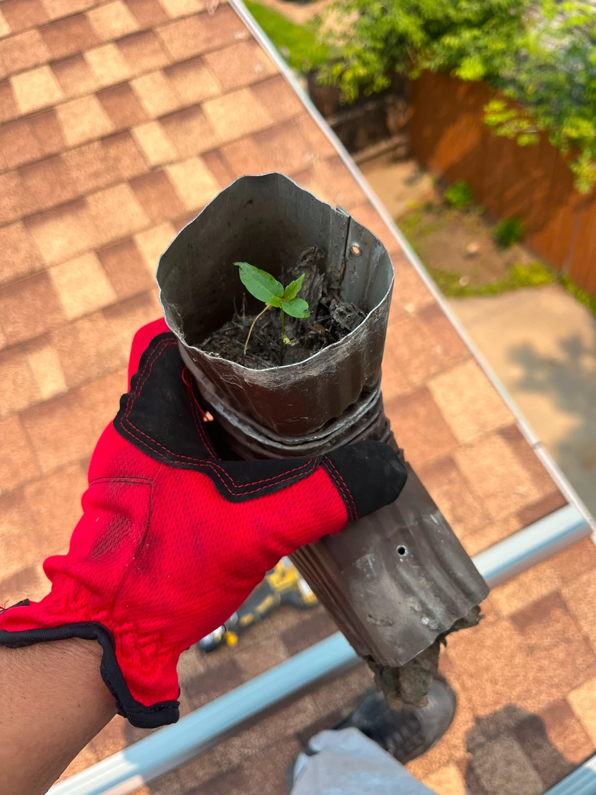 Real downspout clogged with a plant growing inside